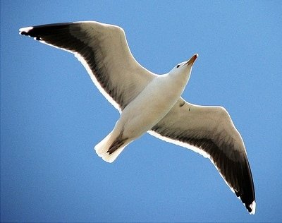 Juan Salvador Gaviota