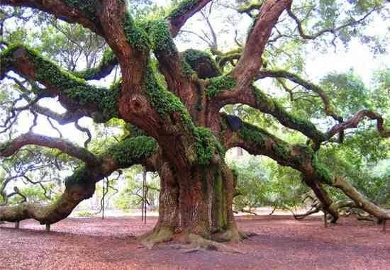 El roble es un arbol sagrado